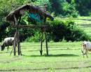 Joida taluk of Uttara Kannada district is Green Heaven on earth; trekkers’ paradise