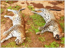Kundapur: Leopards found dead, viscera sent to Forensic Science laboratory
