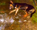 Mbelle:  Mysterious death of dogs-hand of robbers suspected