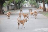 Stray dogs maul 17-month-old boy in Bangalore
