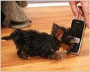 World’s smallest dog, smaller than a cellphone