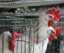 Over 220 chicken, ducks die of suspected birdflu in Bangalore