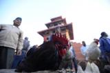 Thousands of chickens, ducks culled near Bangalore