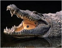 Crocodile breaks loose on Australian flight