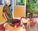 Mangalore : Cattle-Lifters active in limits of Suratkal Police Station; 5 Incidents reported in July