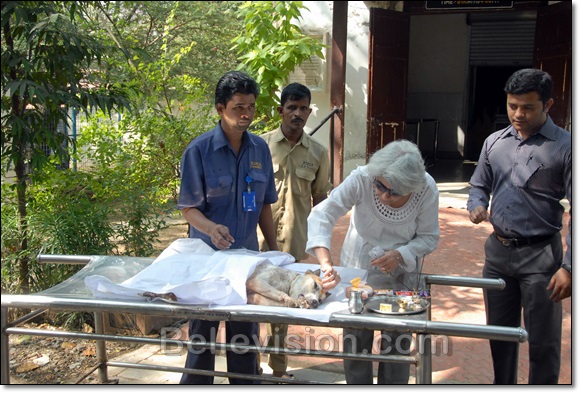 parel hospital for dogs