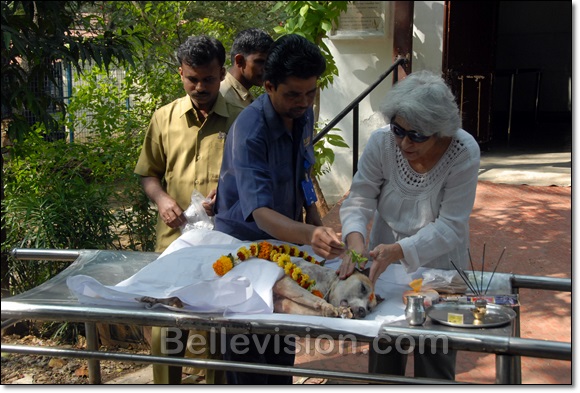 parel hospital for dogs