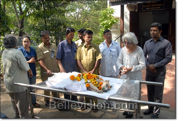 parel hospital for dogs